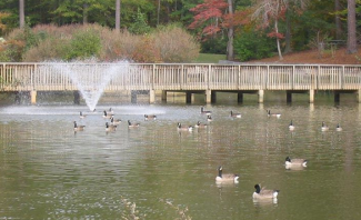 image of lake with fountain and trees in background