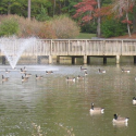 image of lake with fountain and trees in background